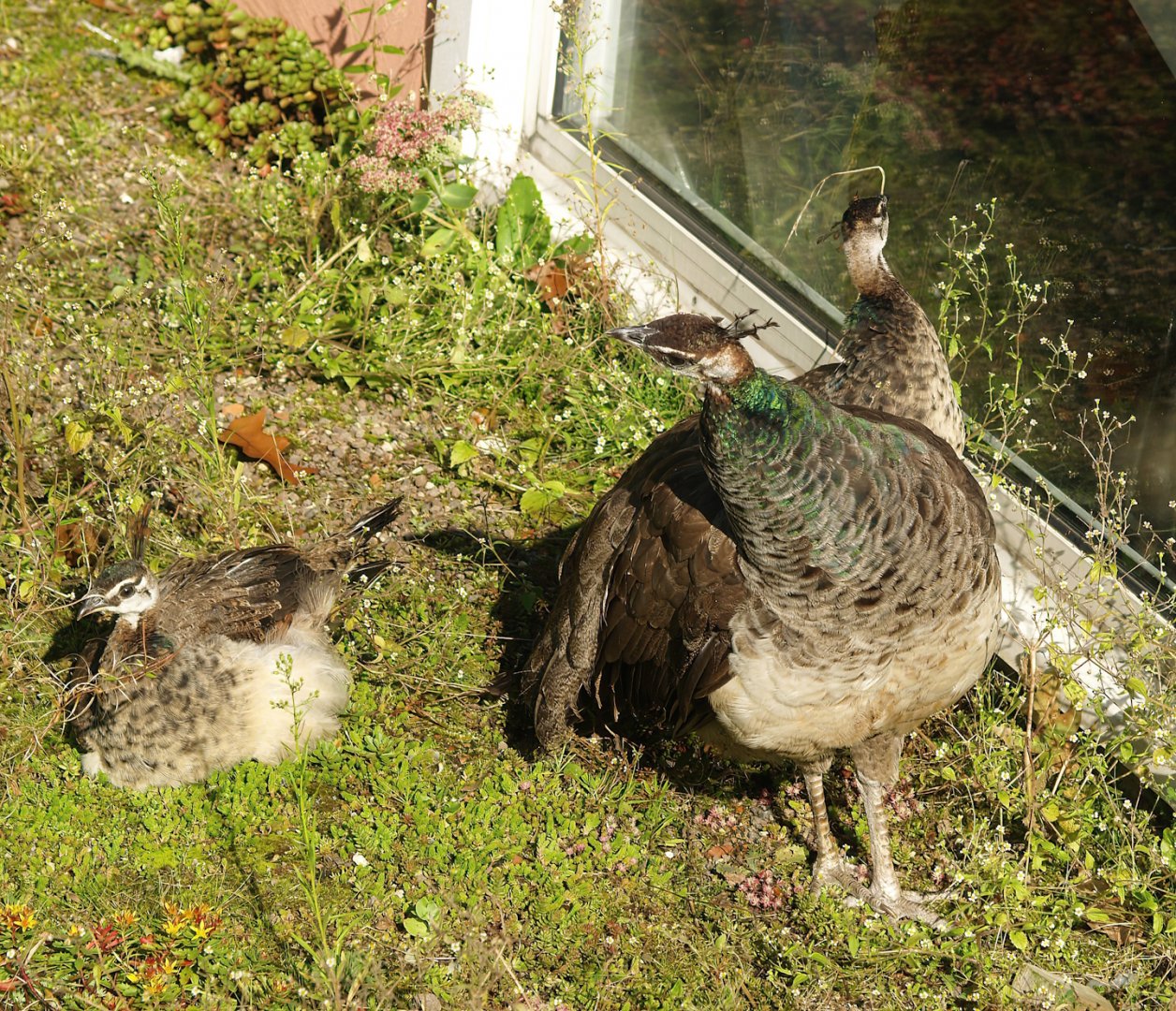 Blue peafowl (Pavo cristatus) hen with older chicks, 2007-09-16