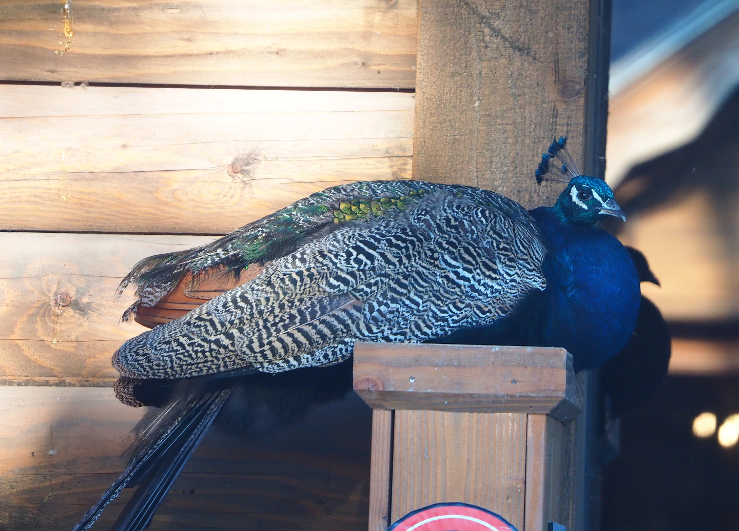 Blue peafowl (Pavo cristatus) on sleeping spot under porch of Polar Circle Trading Post gift shop, 2021-09-02