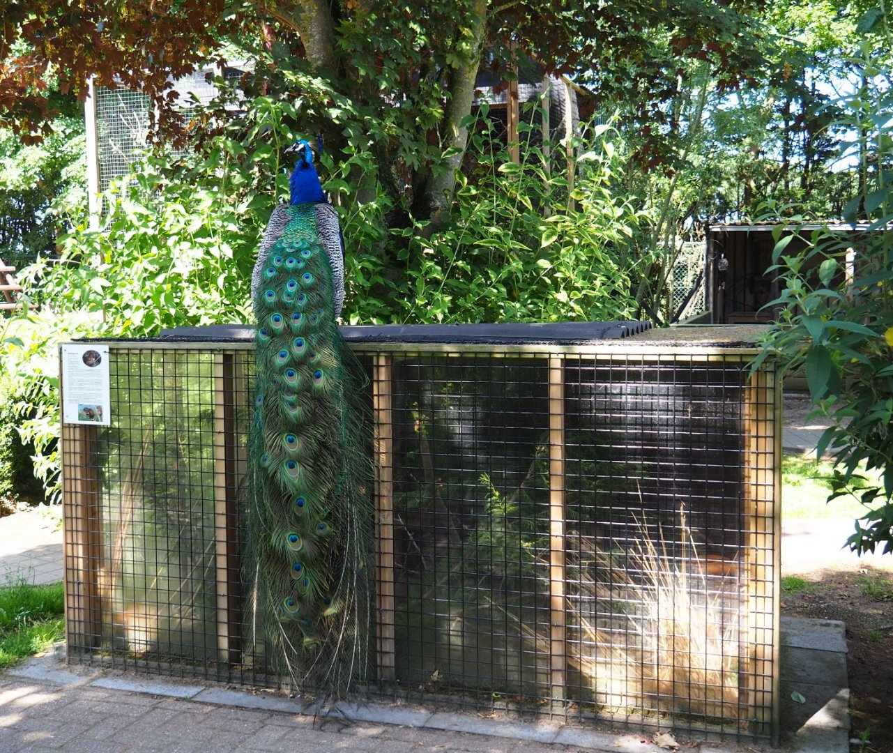 Blue peafowl (Pavo cristatus) perched on the Eurasian harvest mouse exhibit, 2019-06-01