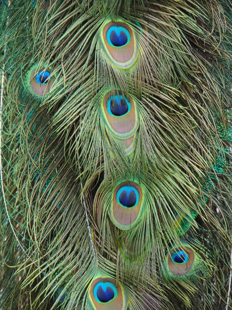 Blue peafowl (Pavo cristatus) tail eyes, 2019-06-01