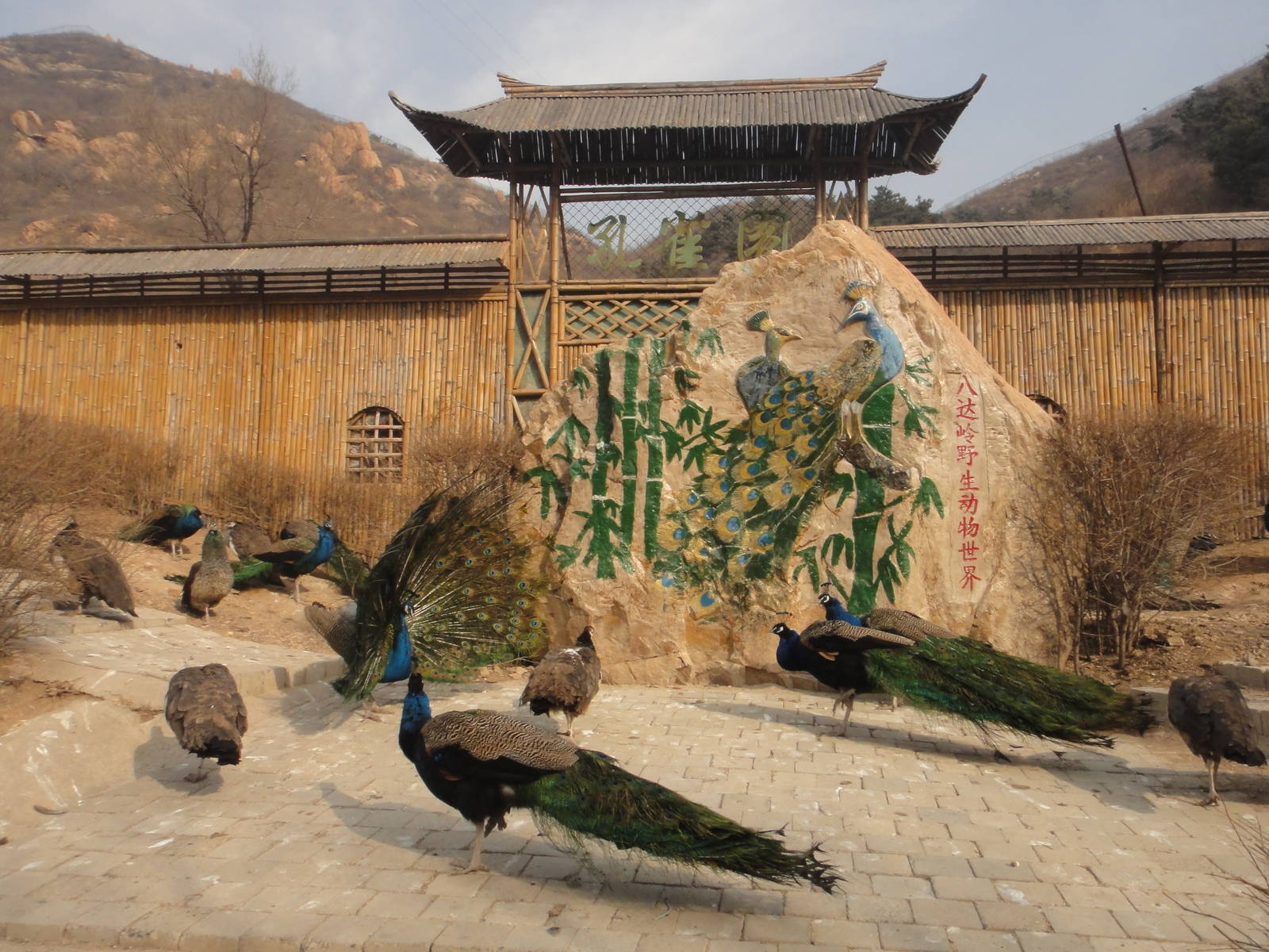 Blue Peafowl (Pavo cristatus)