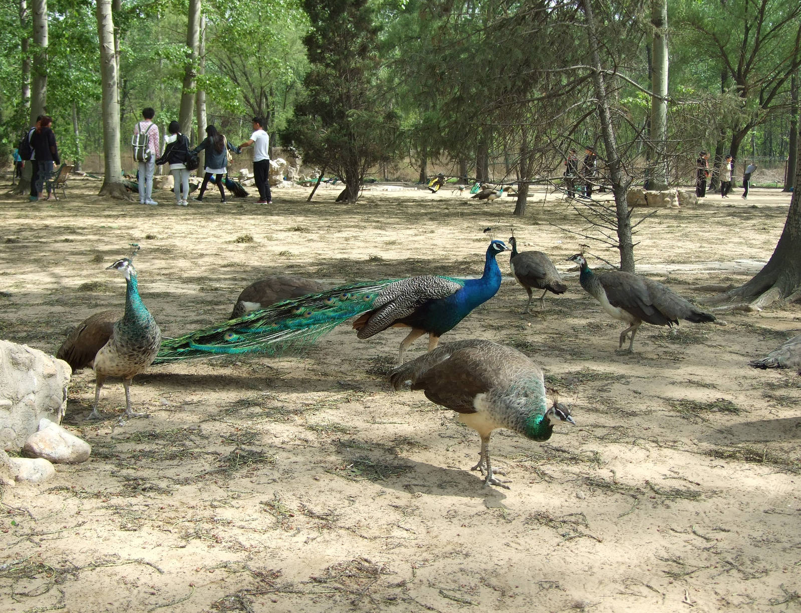 Blue Peafowl (Pavo cristatus)