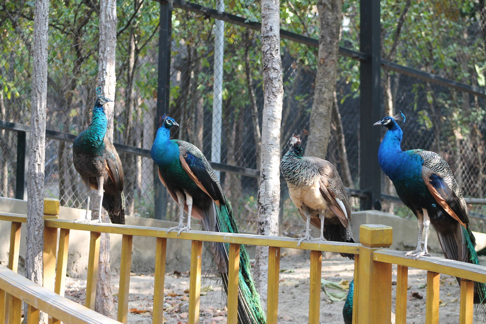 Blue Peafowl (Pavo cristatus)