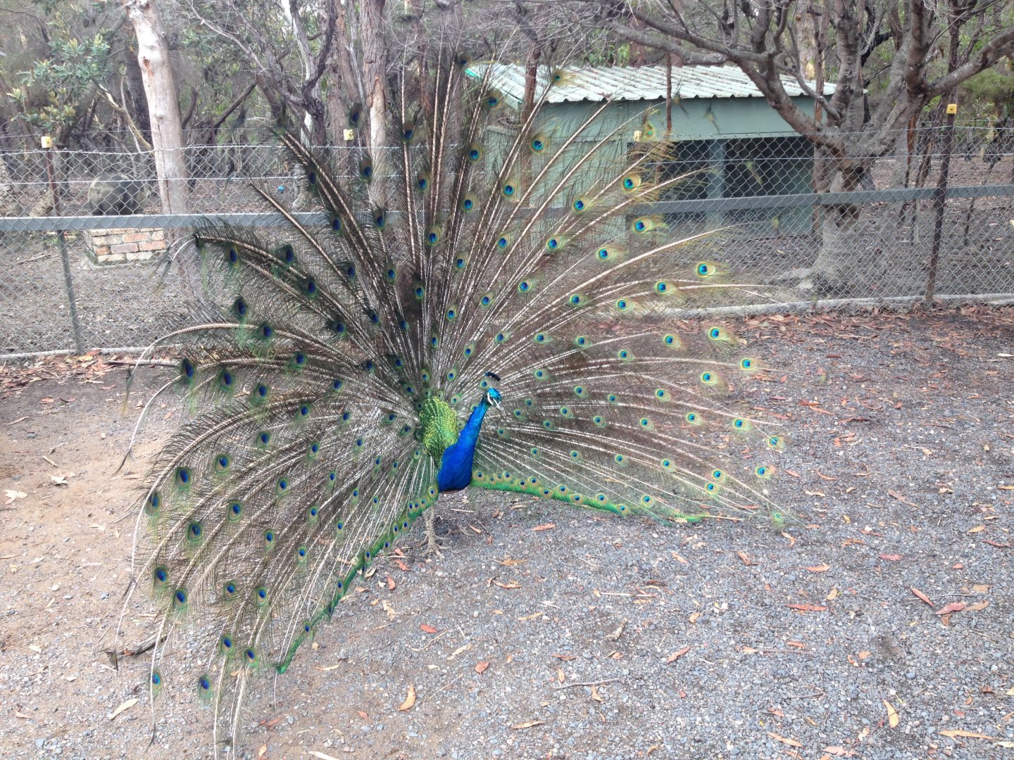 Blue Peafowl (Pavo cristatus)
