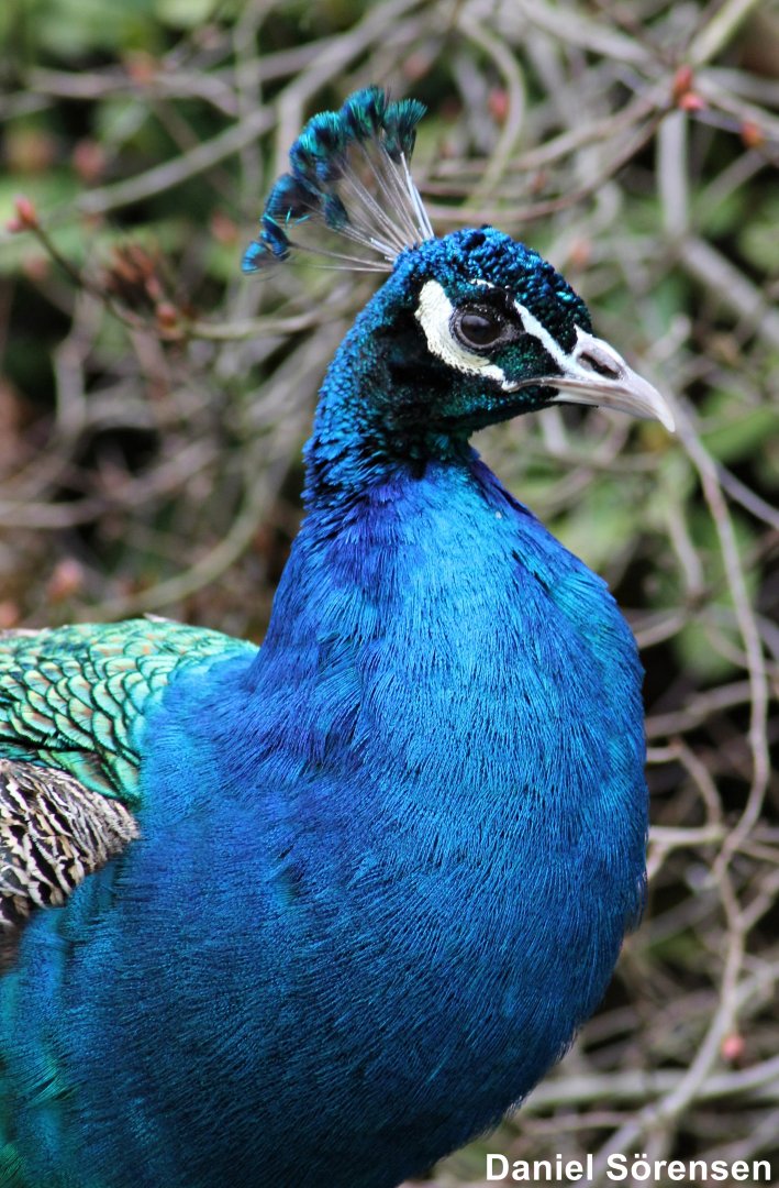 Blue peafowl (Pavo cristatus)