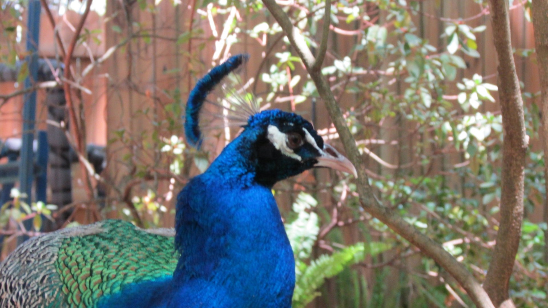 Blue Peafowl Portrait