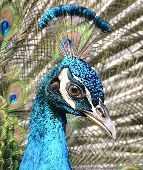 Blue peafowl portrait