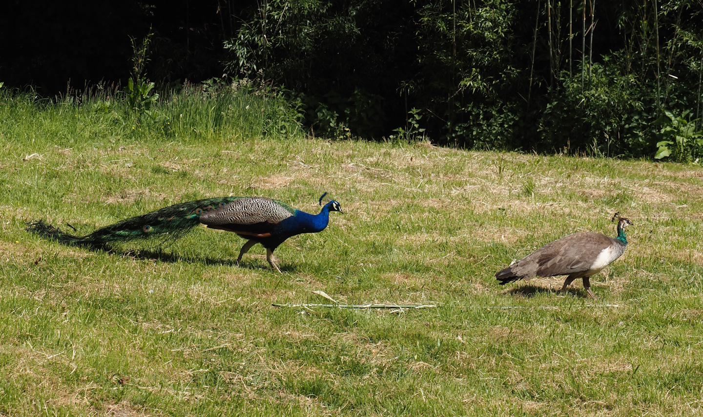 Blue peafowl, rooster and hen (Pavo cristatus), 2025-05-22