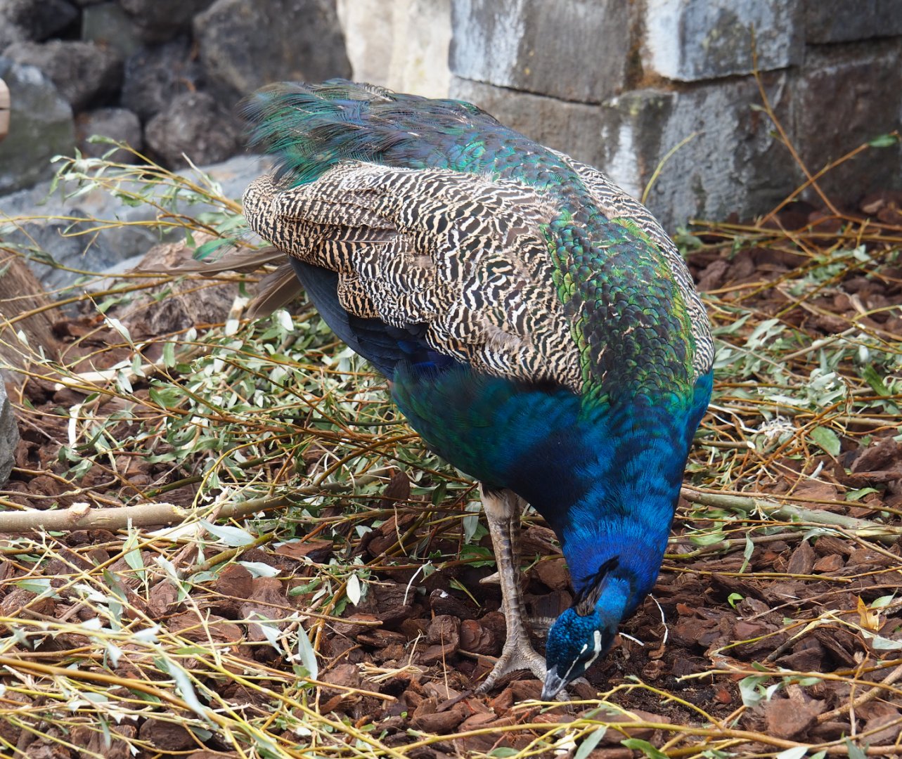 Blue peafowl rooster (Pavo cristatus), 2020-09-02