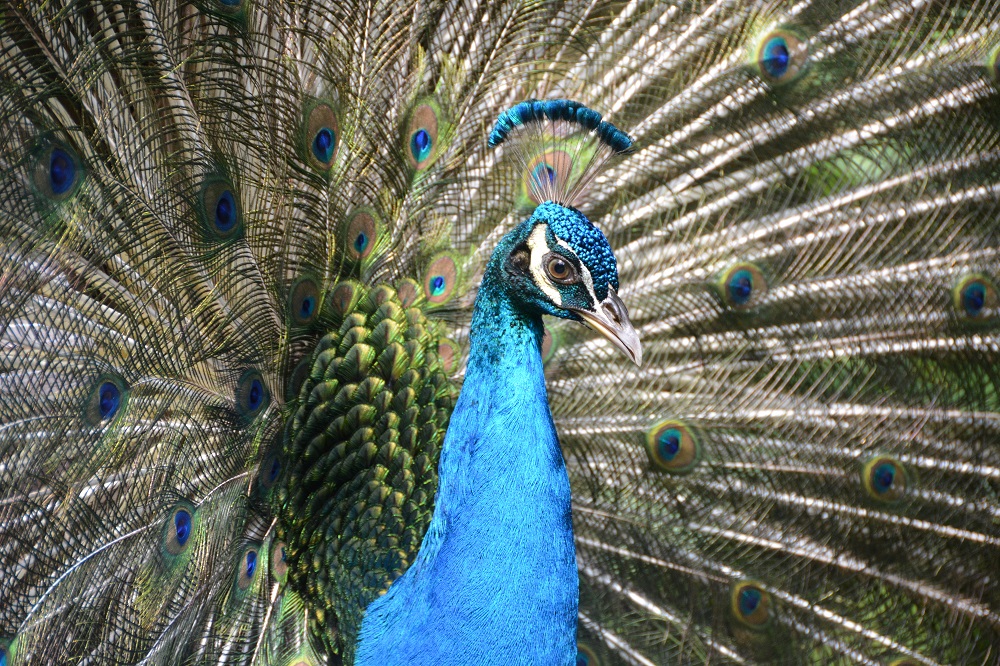Blue peafowl