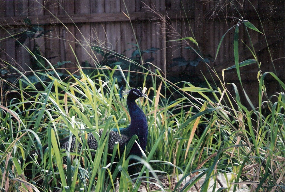 Blue Peafowl