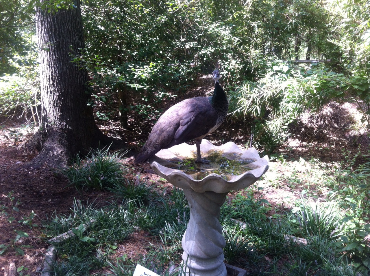 Blue Peahen in bird bath