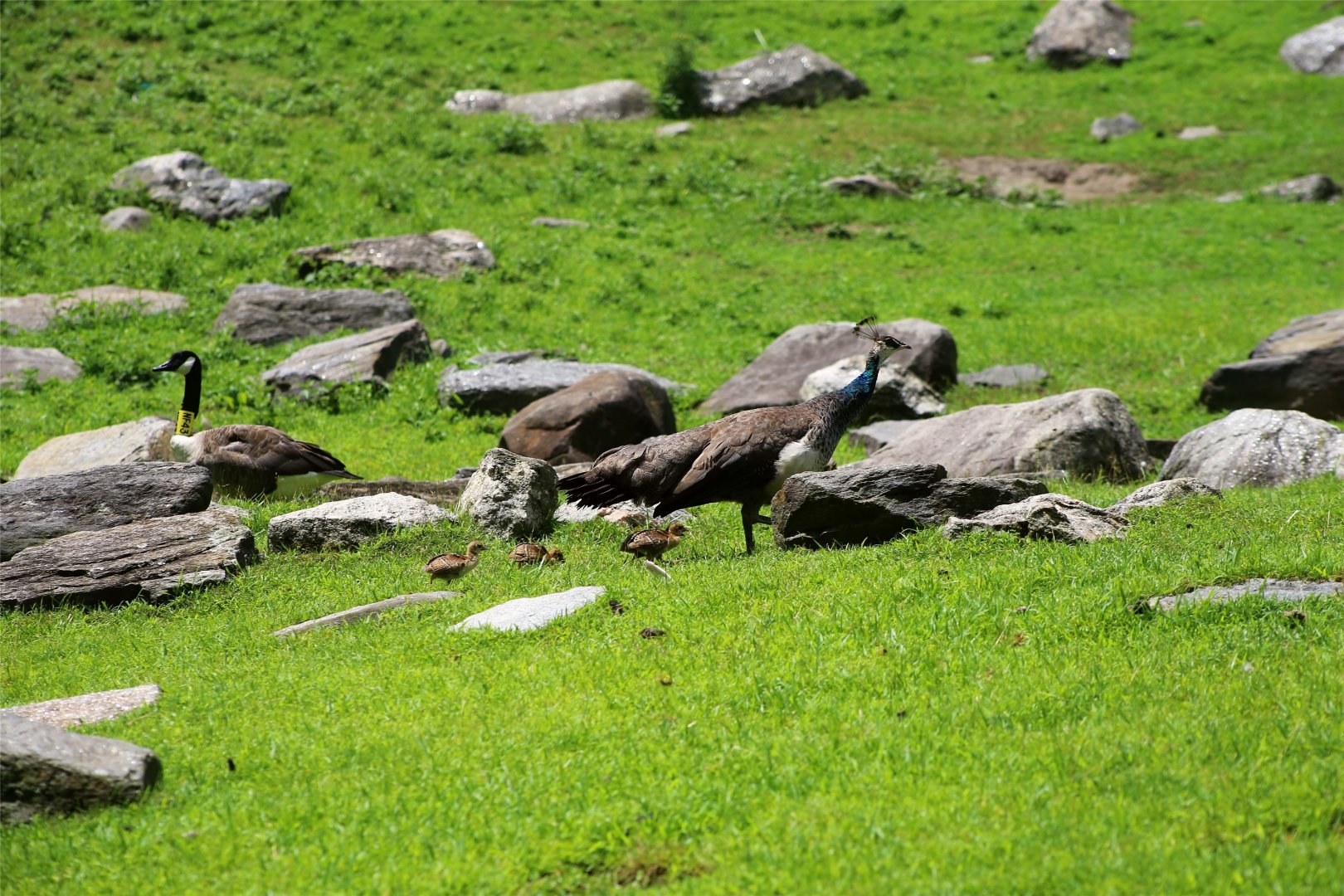 Blue Peahen with Chicks