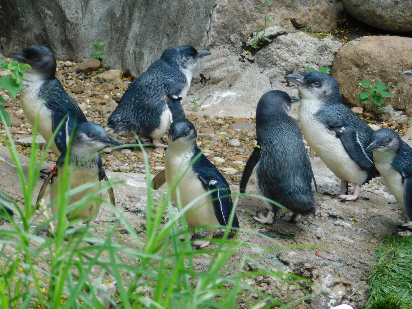 Blue Penguin