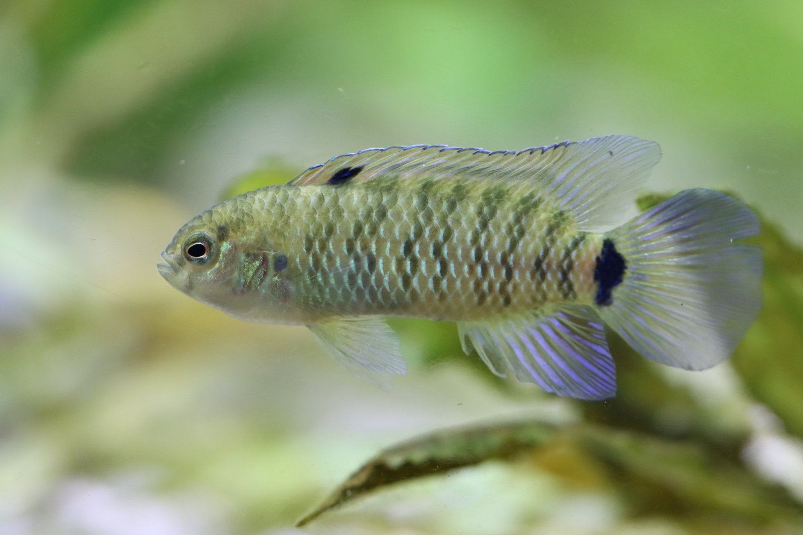 Blue perch (Badis badis)