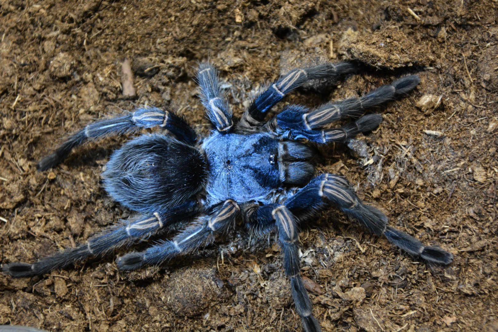 Blue Peru tarantula (Thrixopelma longicolli)