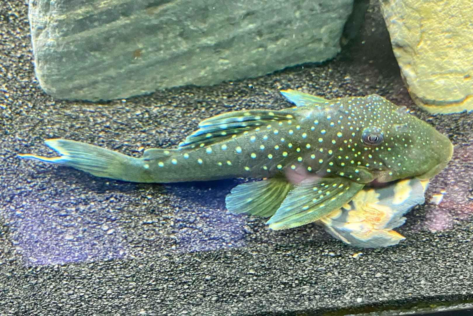 Blue Phantom Pleco