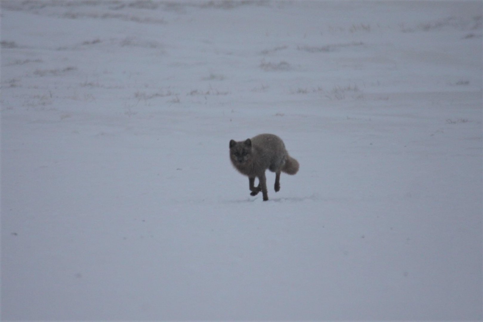 Blue-phase Arctic Fox - Alaska