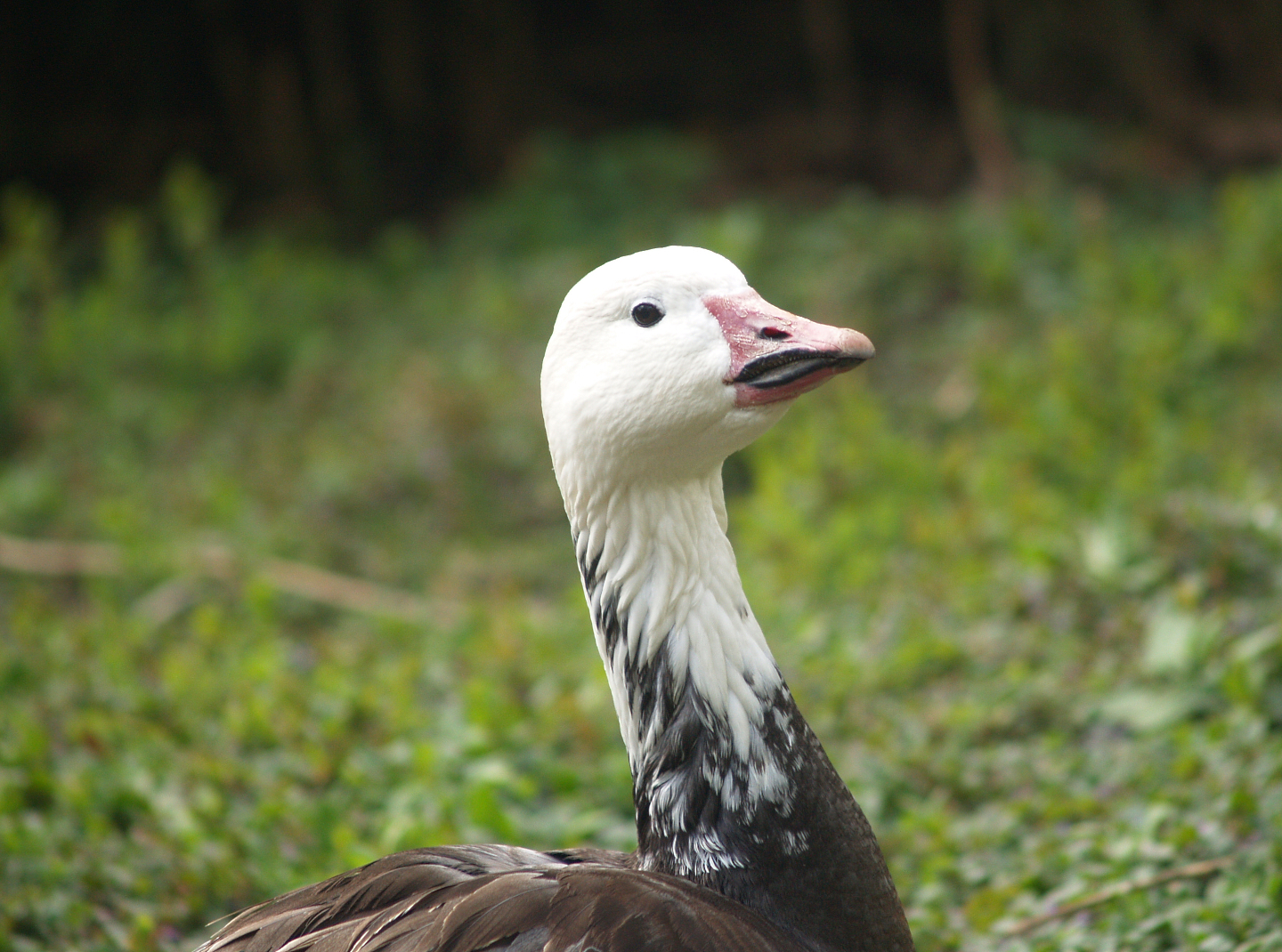 Blue phase snow goose (Anser caerulescens), 2008-05-02