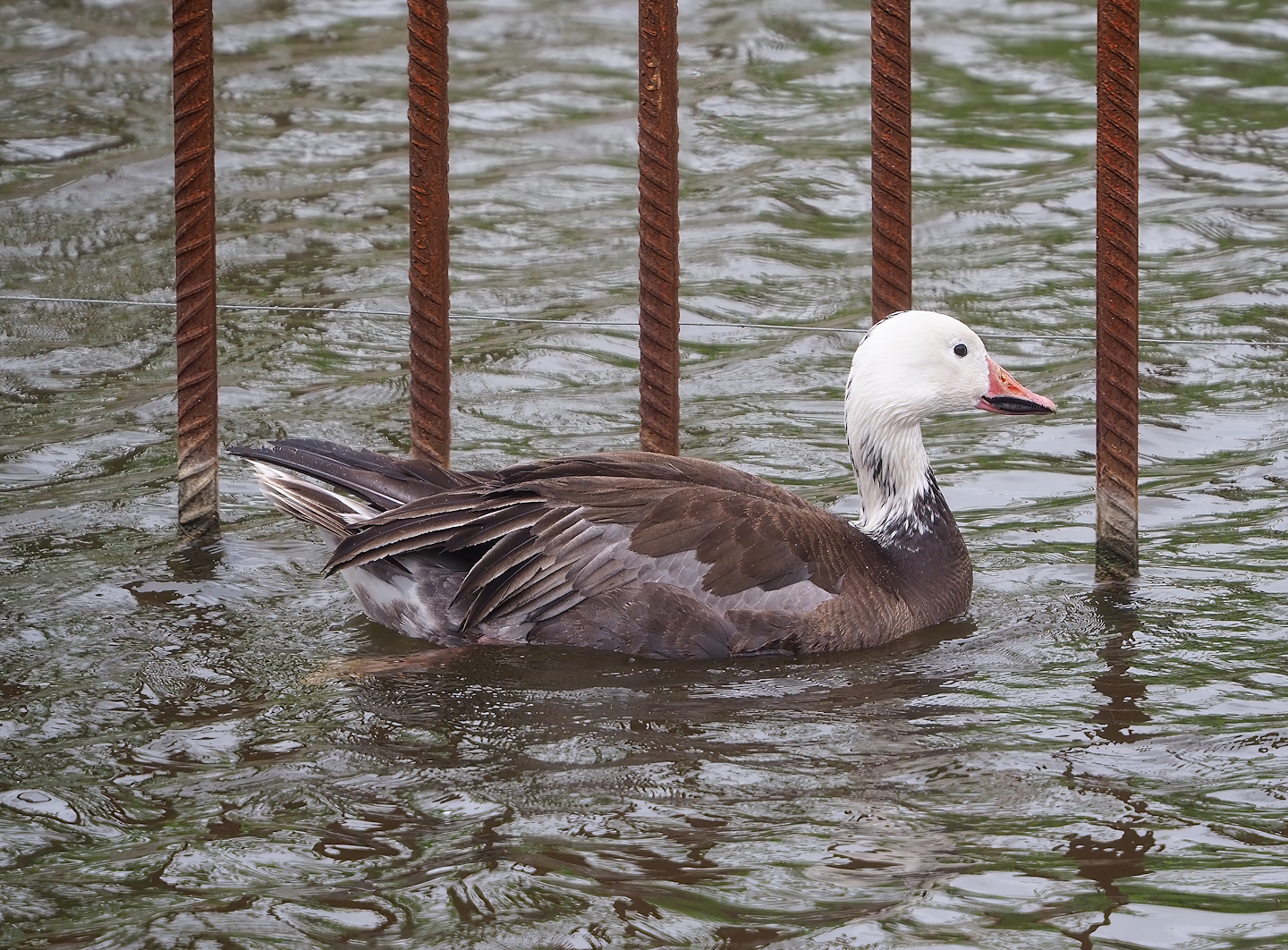 Blue phase snow goose (Anser caerulescens), possibly feral or escaped, 2023-05-15