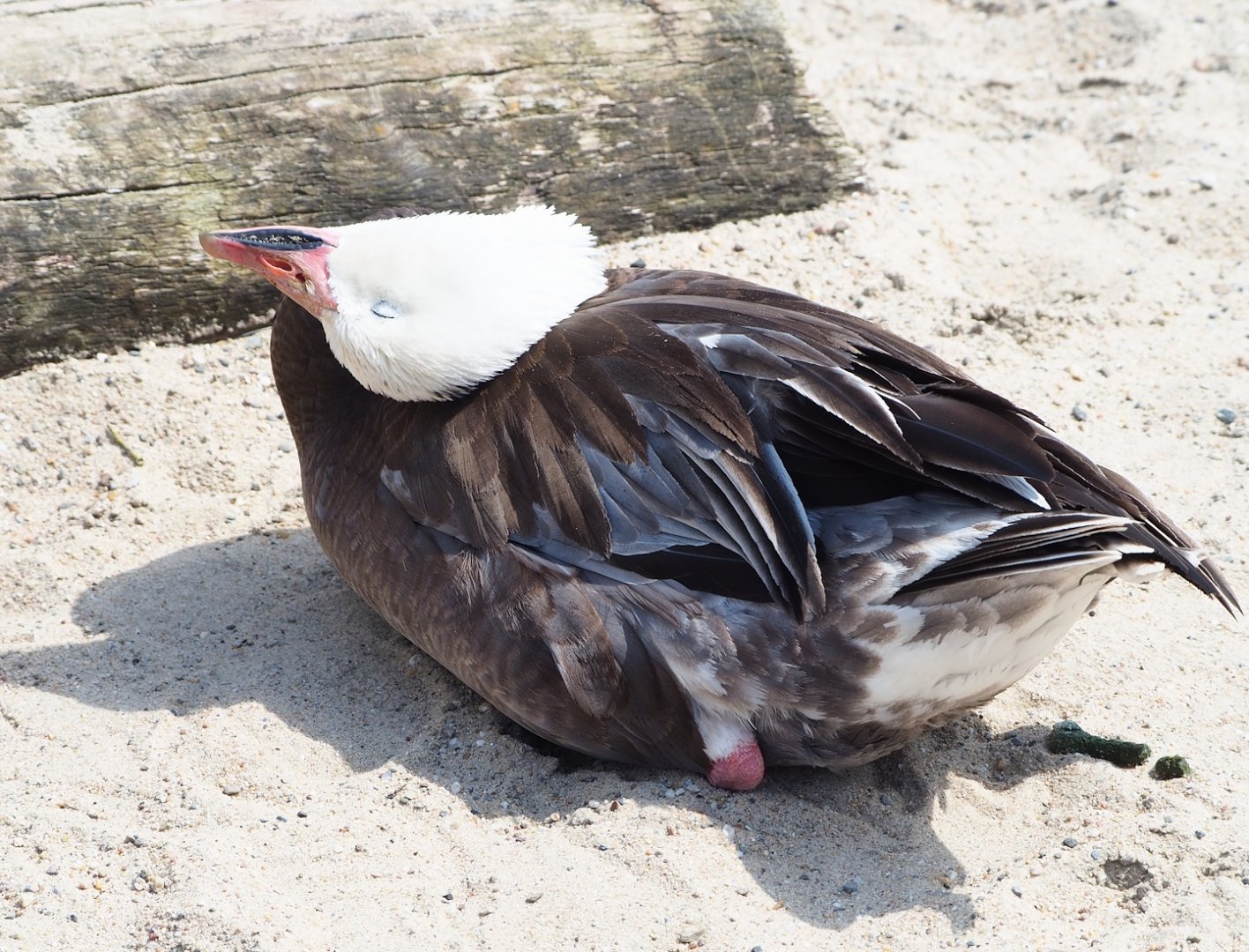 Blue phase snow goose (Anser caerulescens), possibly feral or escaped, 2023-05-16