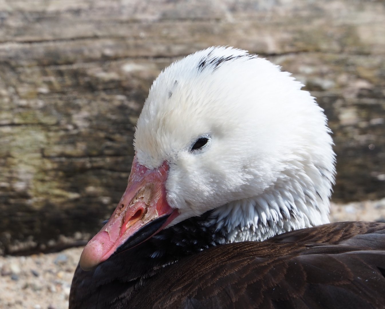 Blue phase snow goose (Anser caerulescens), possibly feral or escaped, 2023-05-16