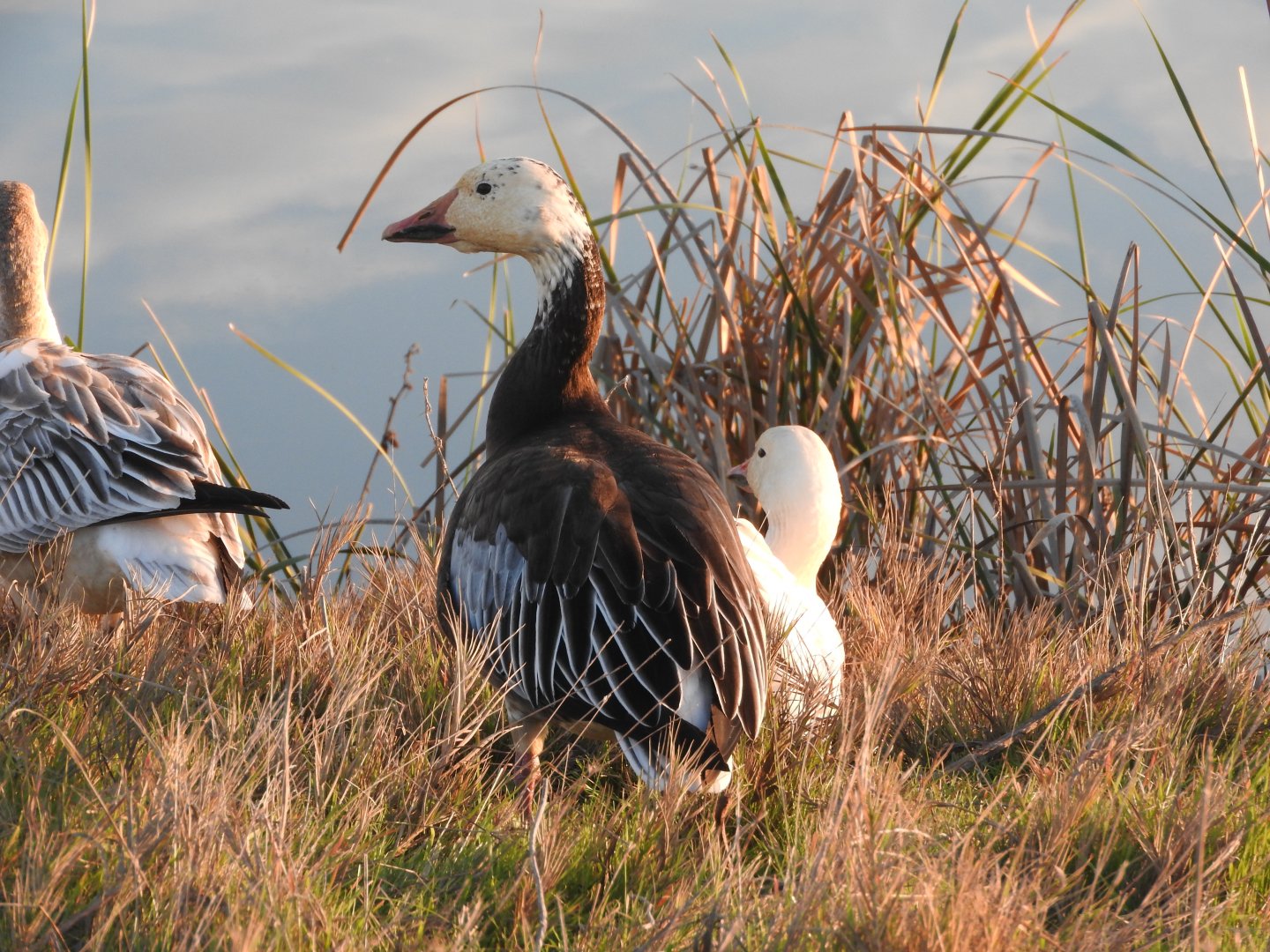 Blue phase Snow Goose