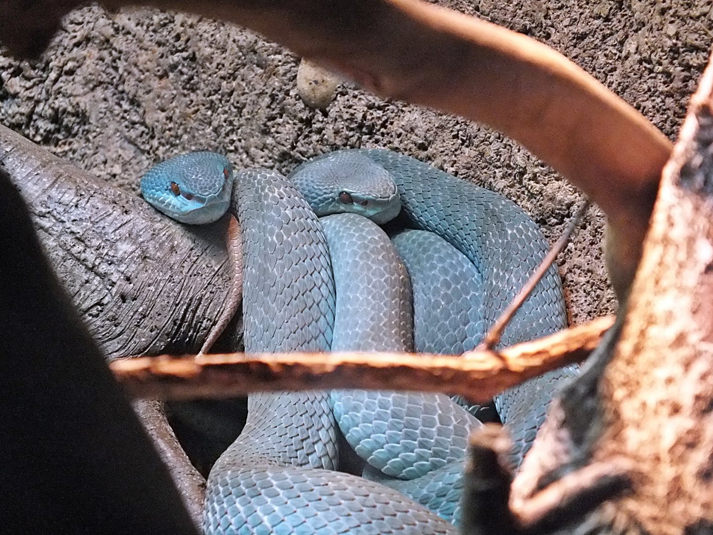 Blue phase Sunda pit vipers