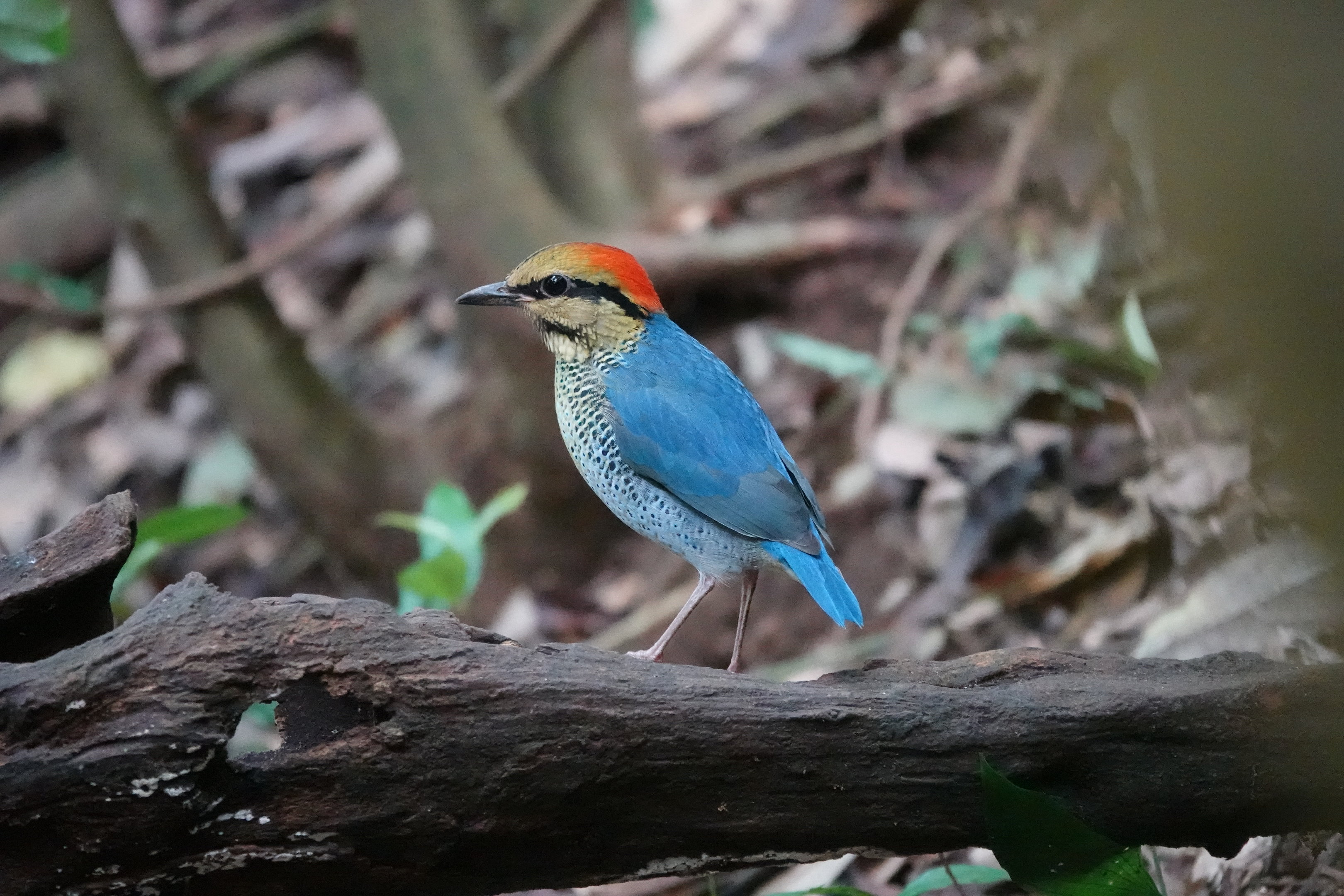 Blue Pitta