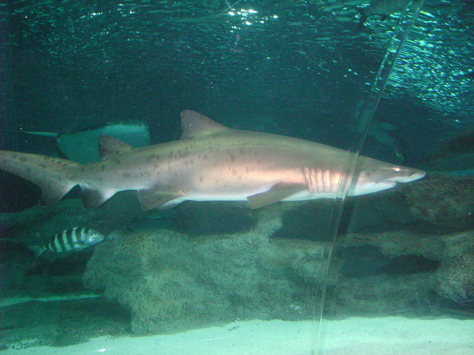 blue planet aquarium