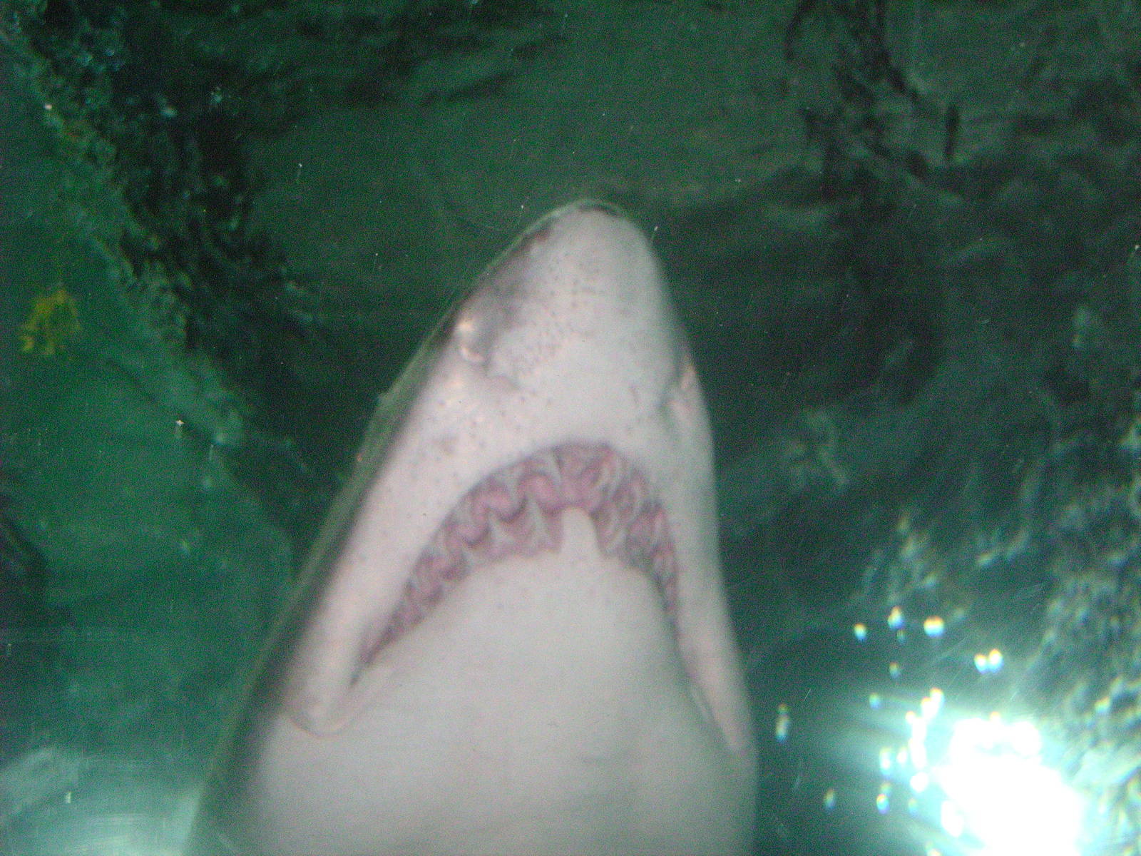 blue planet aquarium