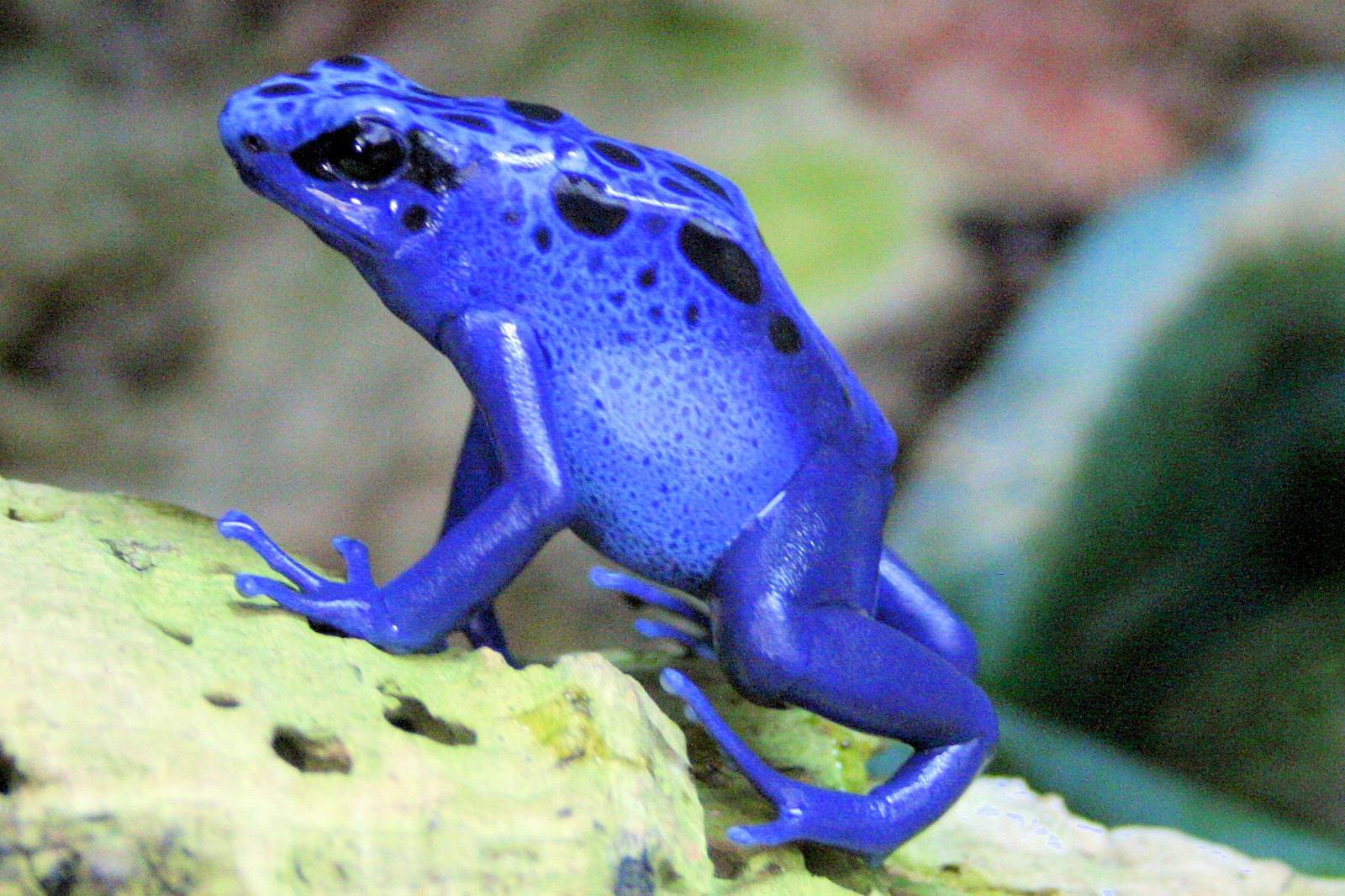 Blue poison arrow frog; Colchester; 9th March 2014