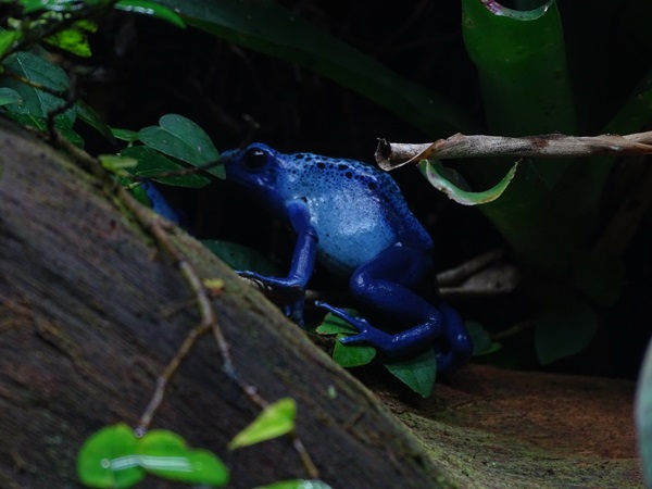 Blue poison arrow frog (Dendrobates tinctorius "azureus")