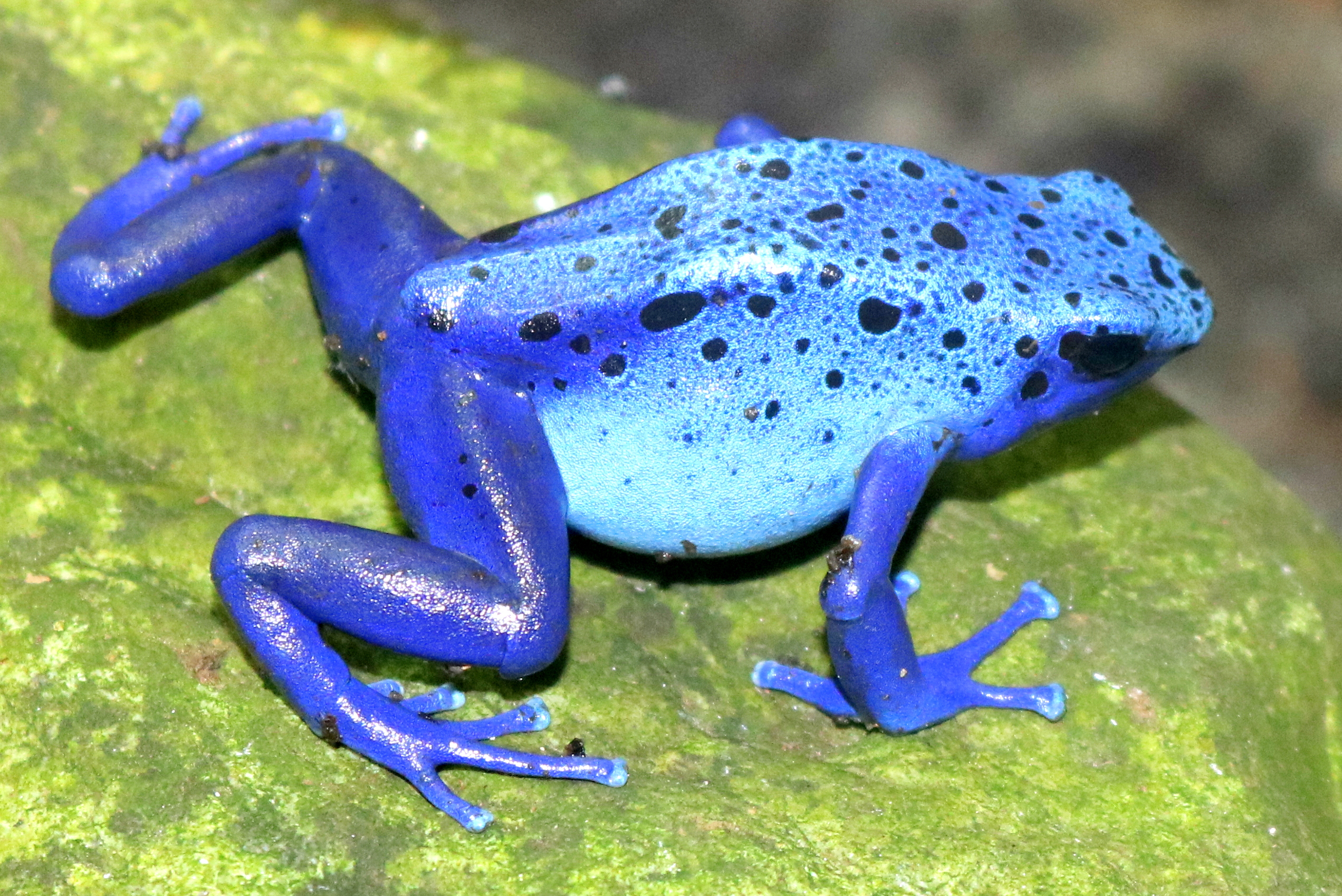 Blue poison arrow frog; London Zoo; 7th February 2019