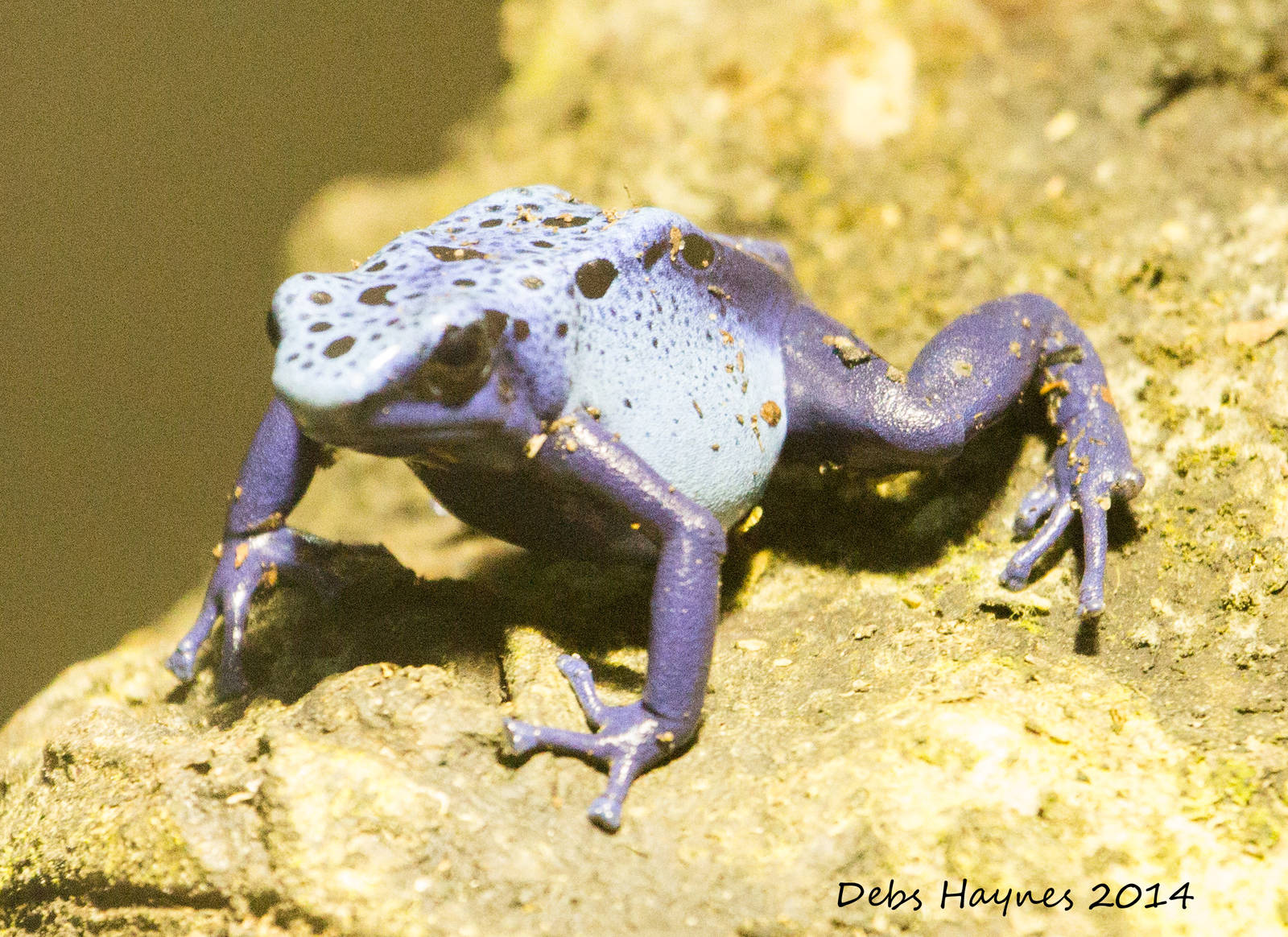 Blue Poison Arrow Frog