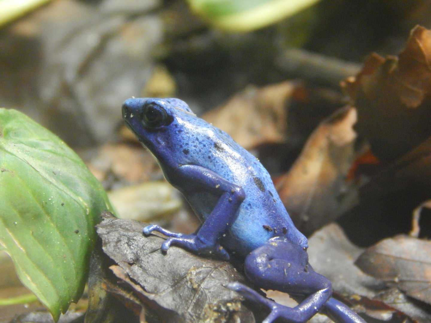 Blue Poison Arrow Frog