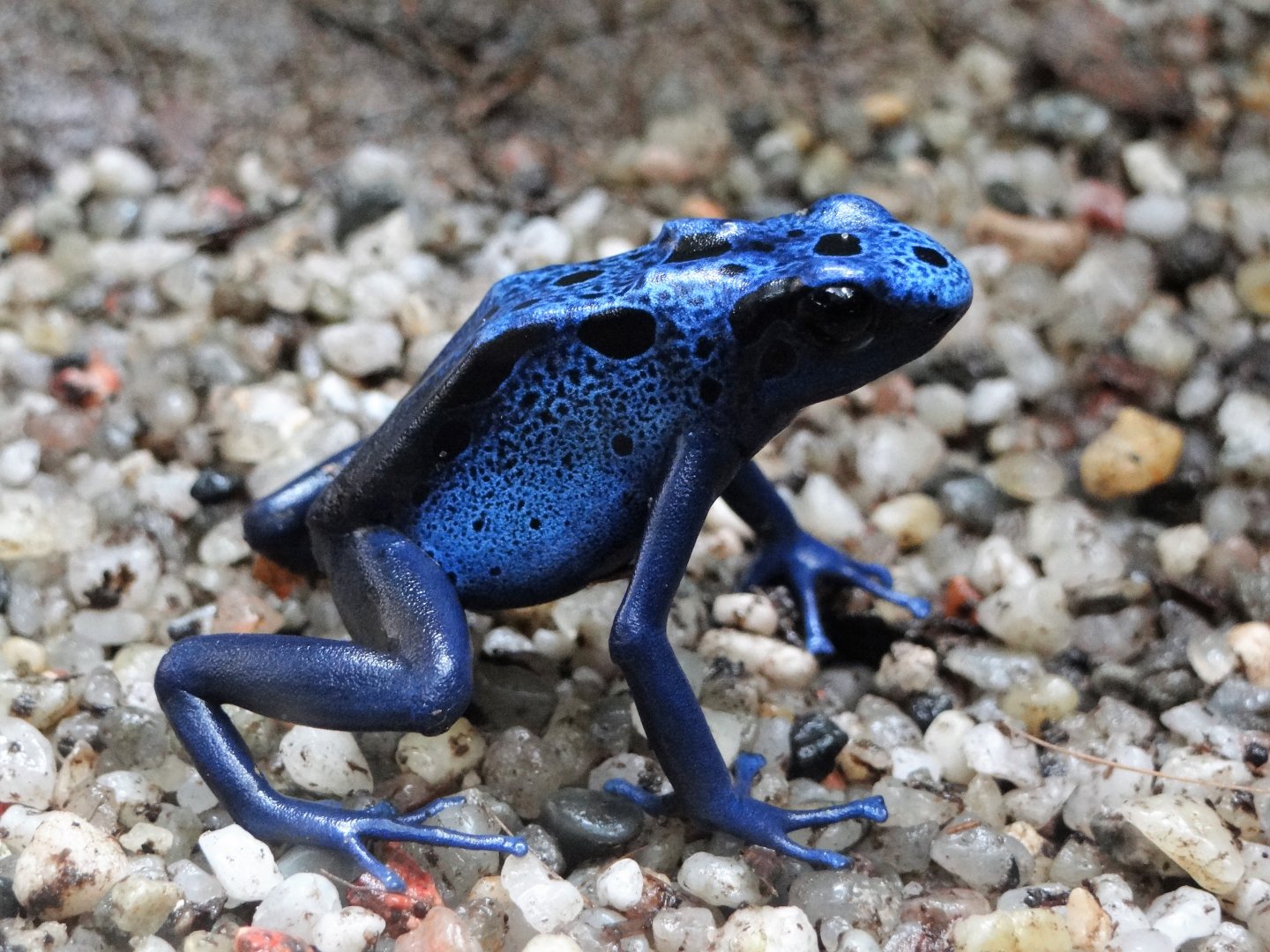 Blue Poison Arrow Frog