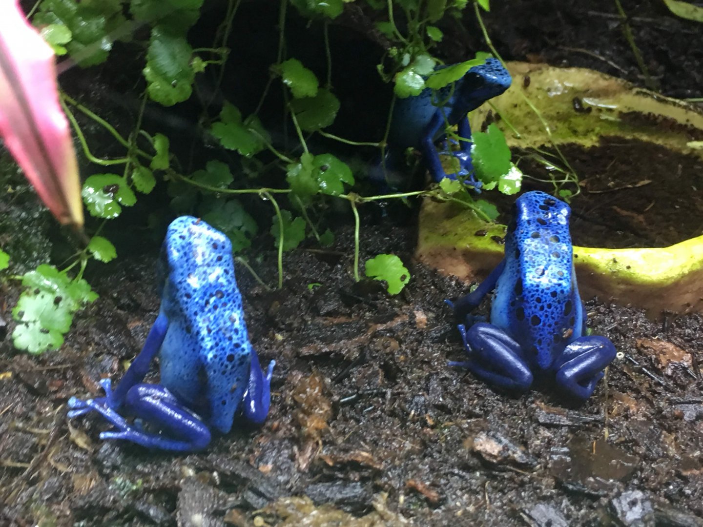 Blue Poison Arrow Frog