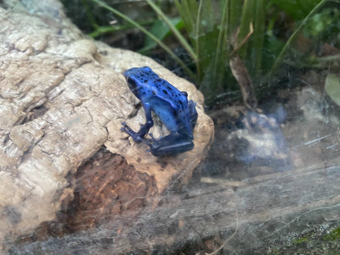 Blue poison dart frog 050924