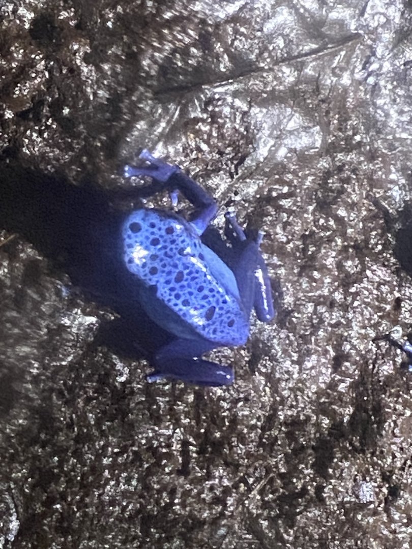 Blue poison dart frog 060125