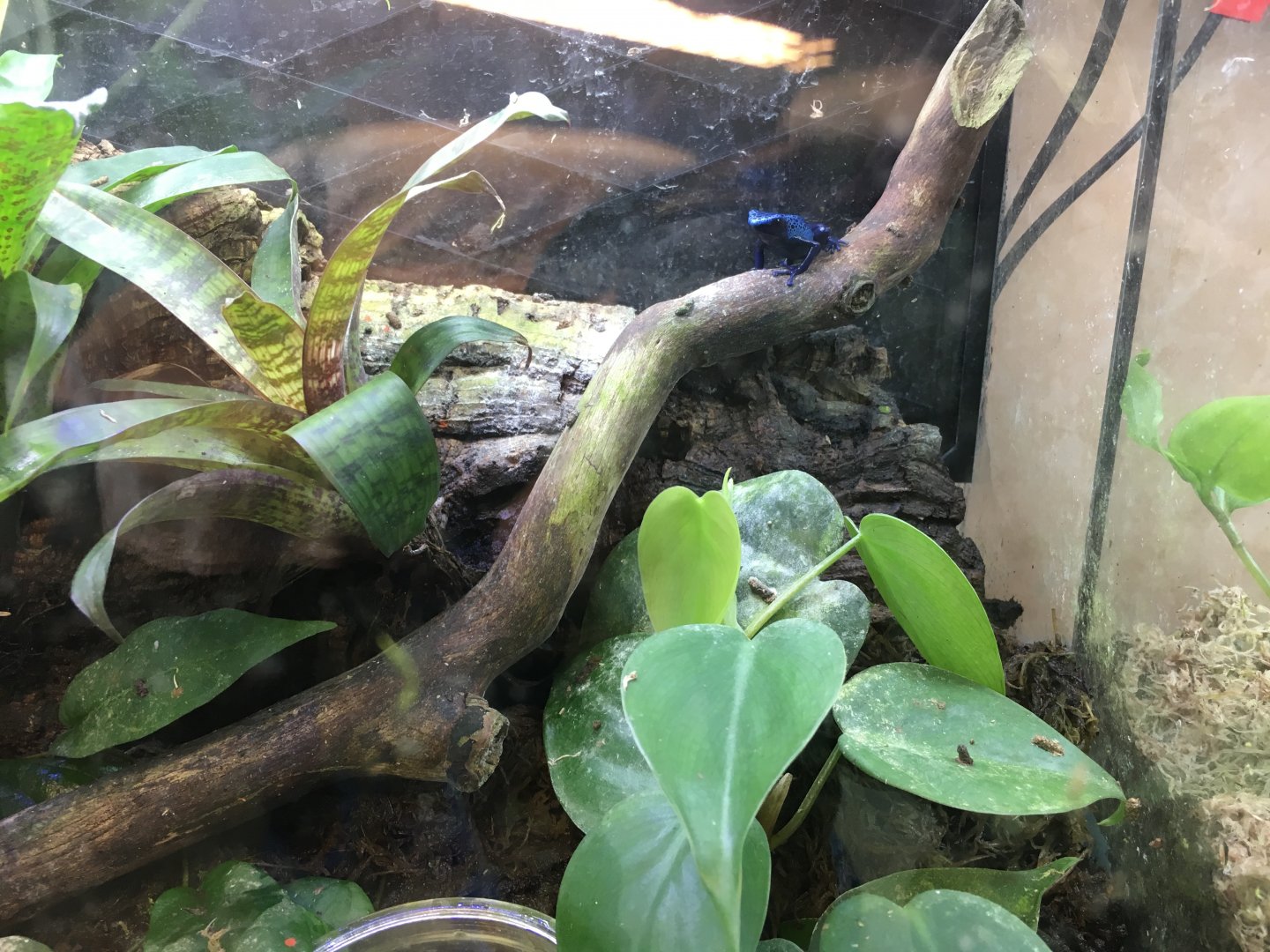 Blue poison dart frog 060917