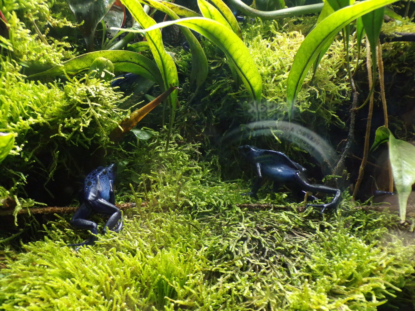 Blue poison dart frog 11.2.25