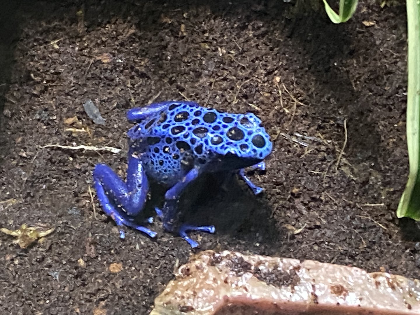 Blue poison dart frog 110223
