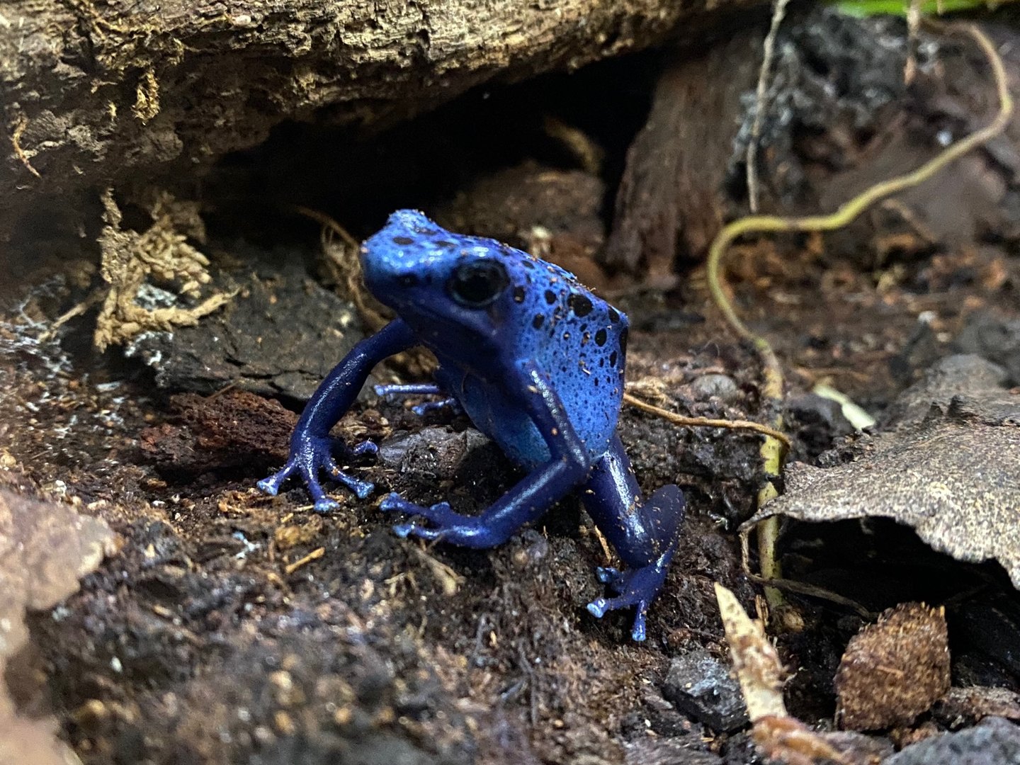 Blue poison dart frog 111222