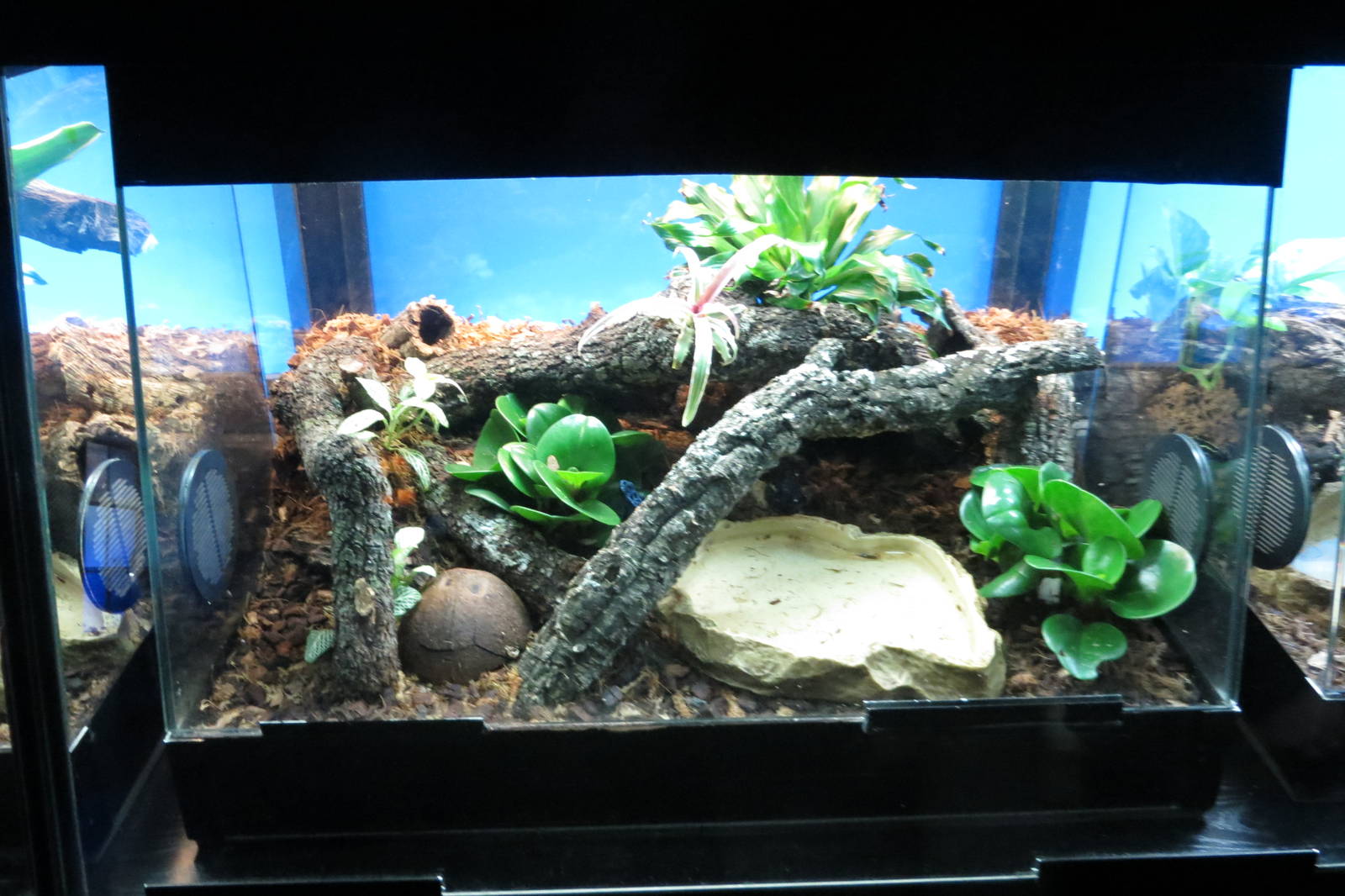 Blue Poison Dart Frog 140216