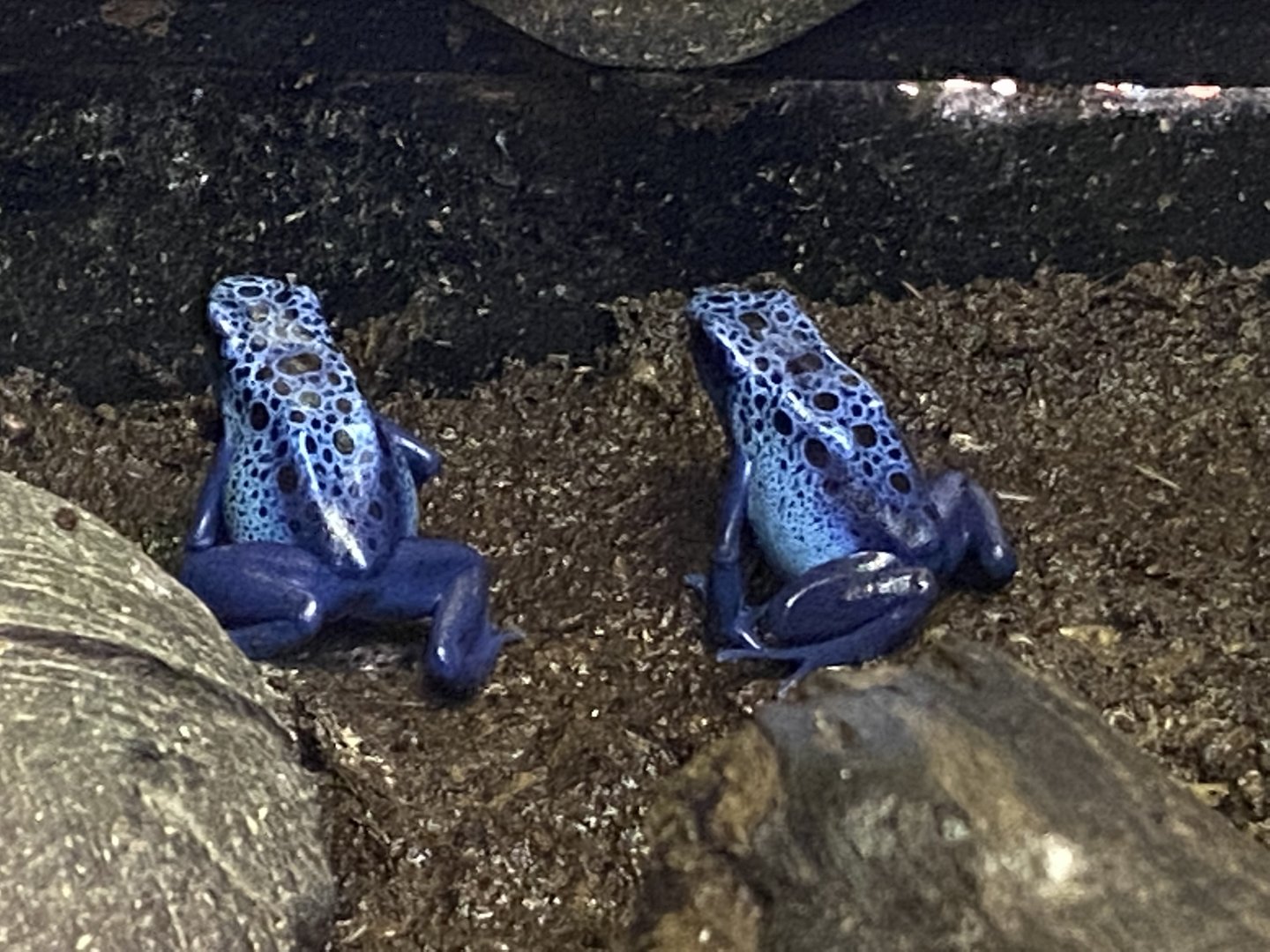 Blue poison dart frog 200922