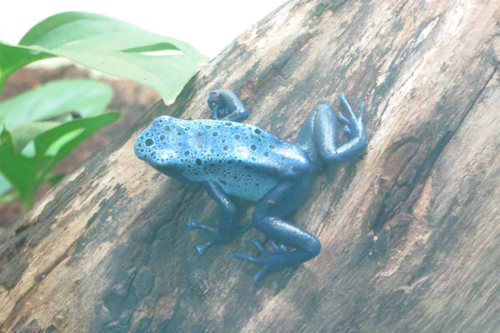 blue poison dart frog 201013