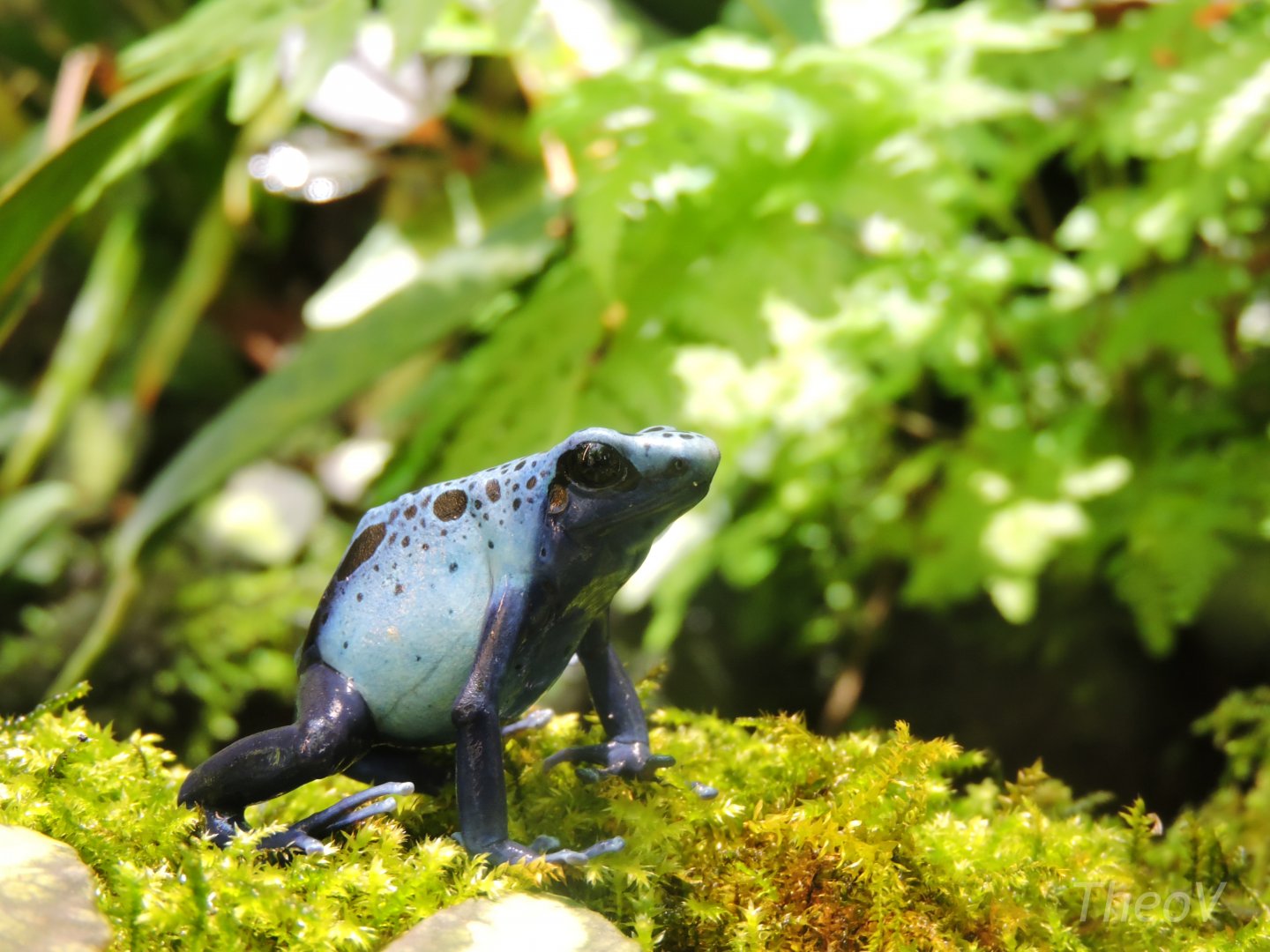 Blue poison dart frog [2017]