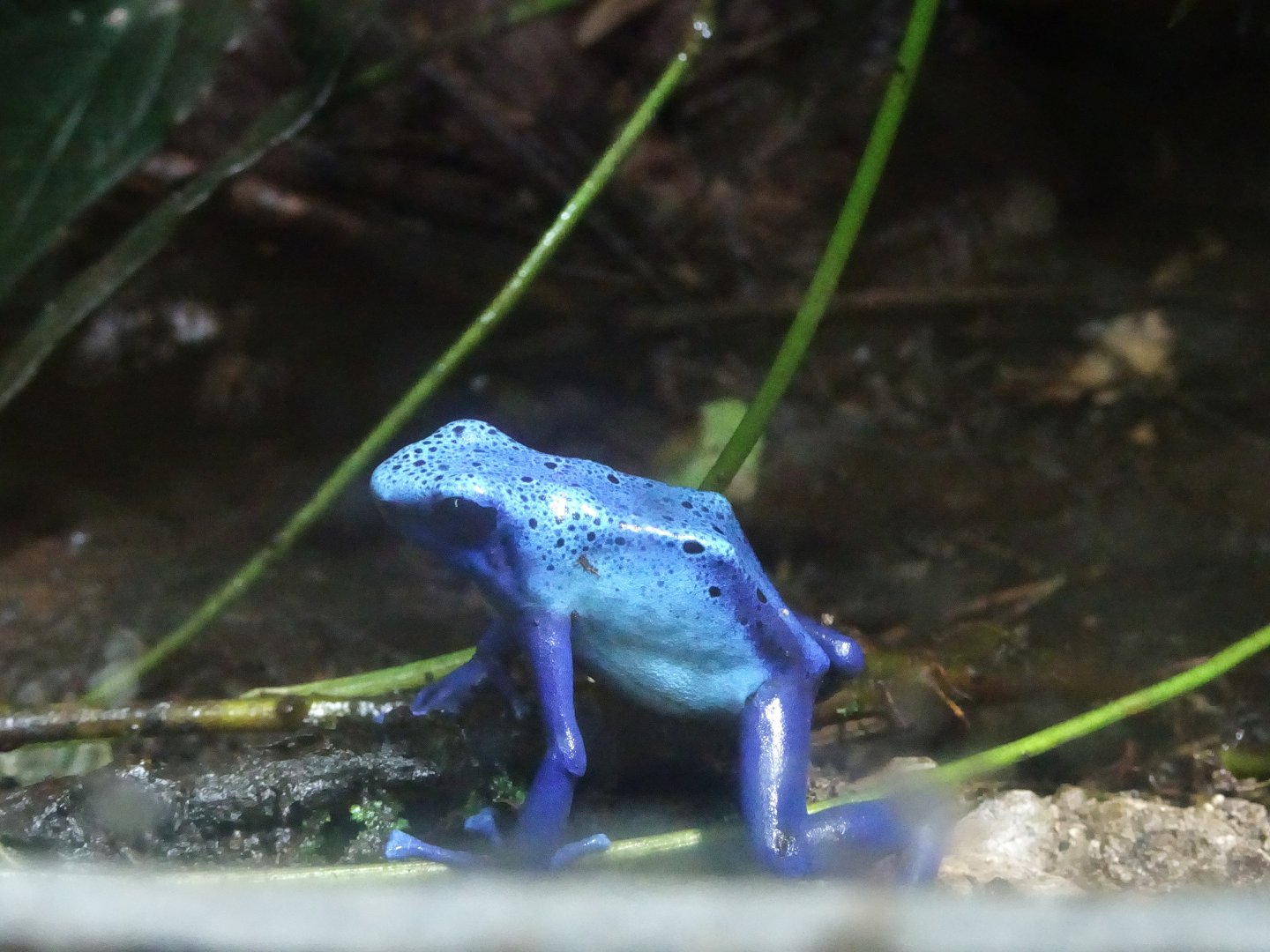 Blue Poison Dart Frog 23 August 2025
