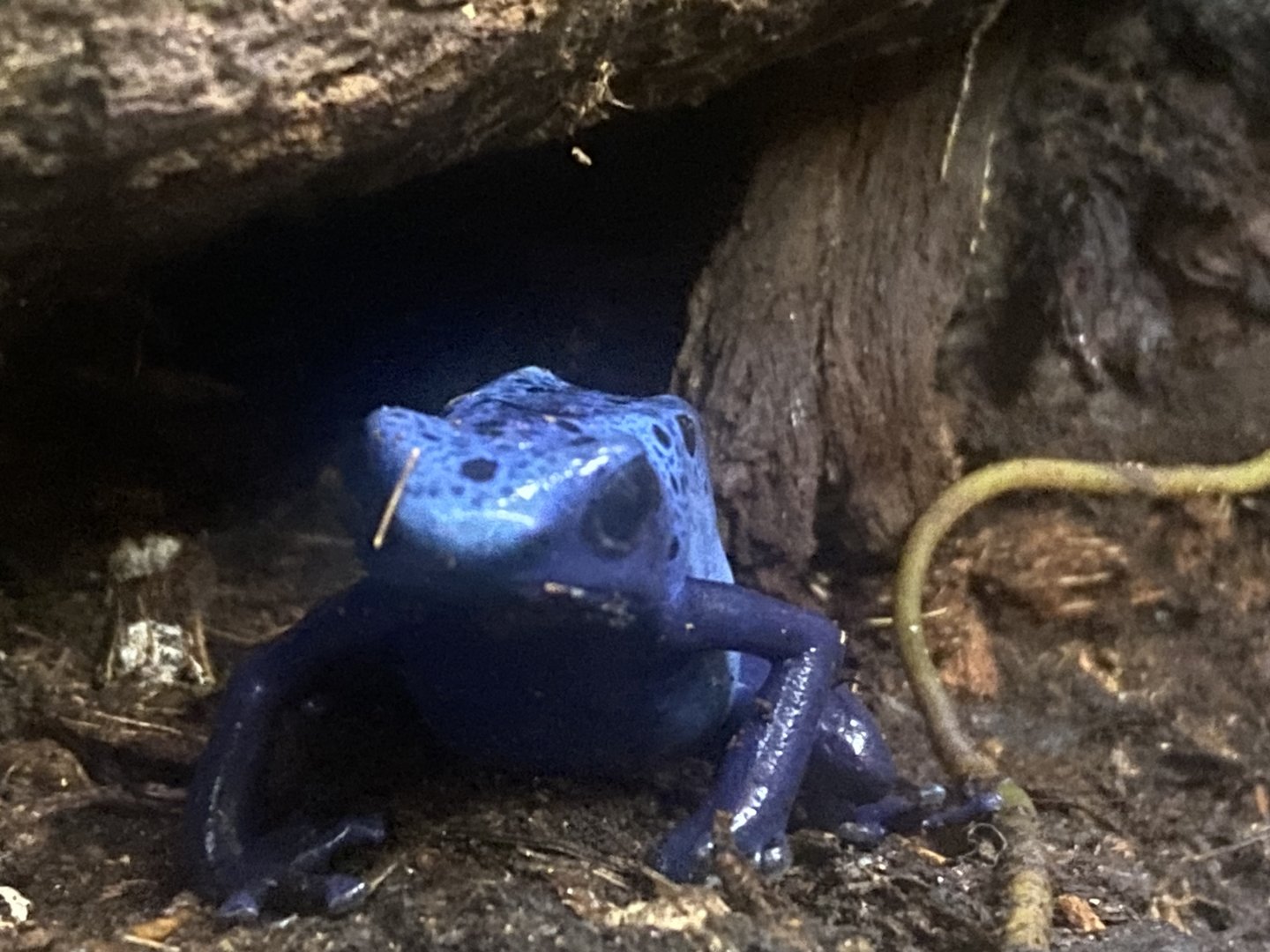 Blue poison dart frog 250623